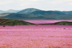 世界最干燥沙漠大雨過(guò)后花開(kāi)遍地 猶如童話世界